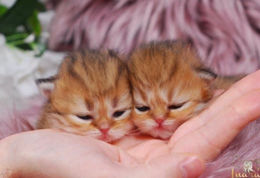 Pretty Persian and British Longhair Kittens for Sale