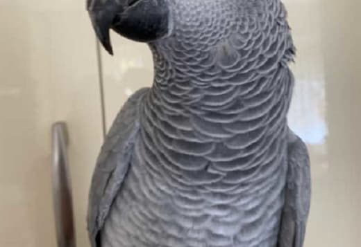 African grey female parrot