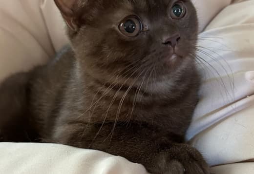 British shorthair kittens