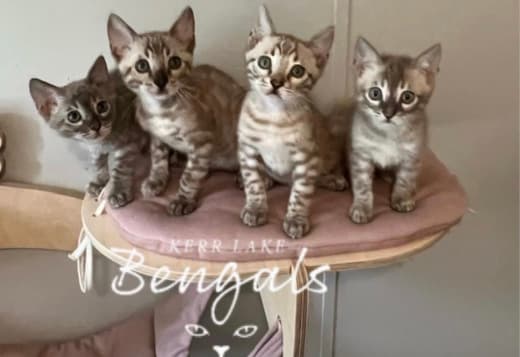 Bengal kittens