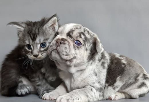 DreamCoon Maine Coon cattery