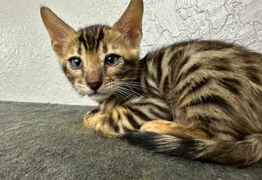 Brown Bengal kitten