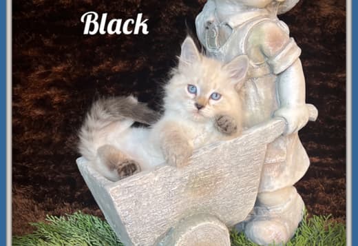 Siberian kitten for people with cat allergies