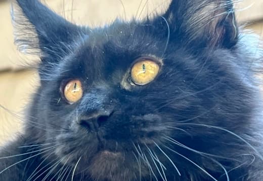 Black female Maine Coon