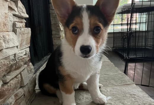 MALE AND FEMALE CORGI PUPPIES