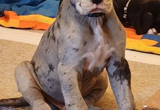 Great Dane Puppies