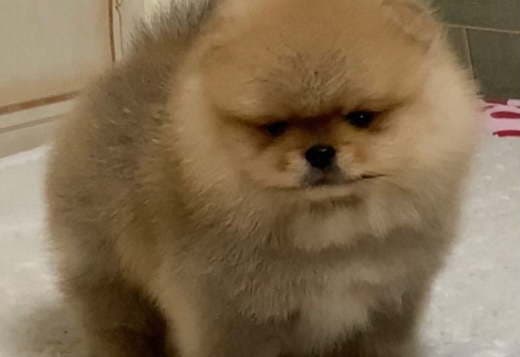 Amazing Pomeranian Puppies For Sale (Whatsapp : +31685390783 )