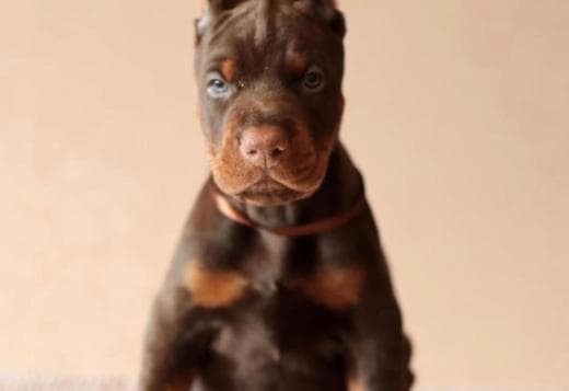 Adorable Doberman Puppies Ready To Go
