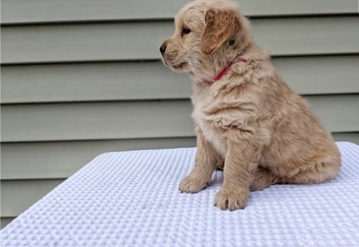 Adorable Golden Retriever Puppies Ready To Go