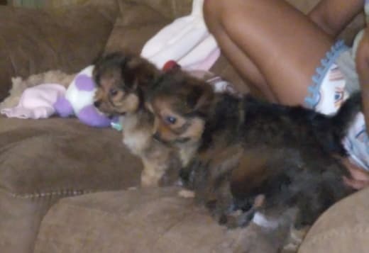 Gentle lovable support puppies