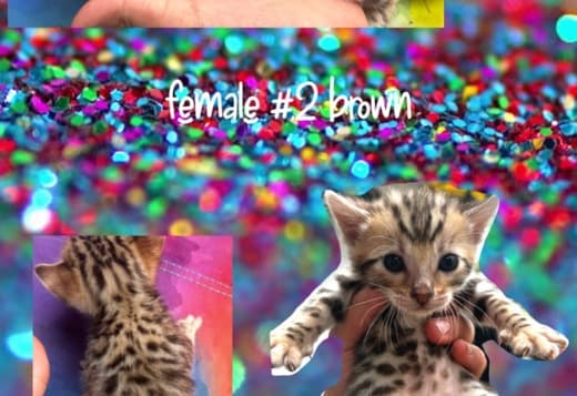 sundownbengals