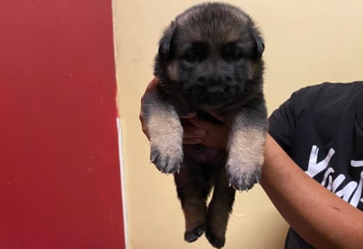 Cute German sheperd