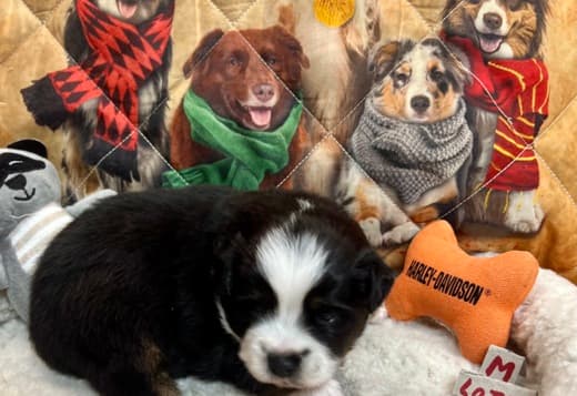 Mini aussies