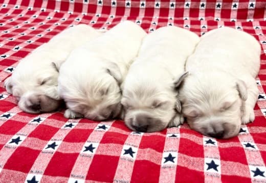 Golden Retriever Puppies