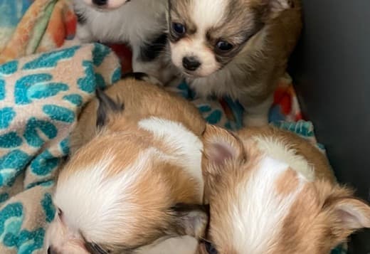 Longhair chihuahua puppies