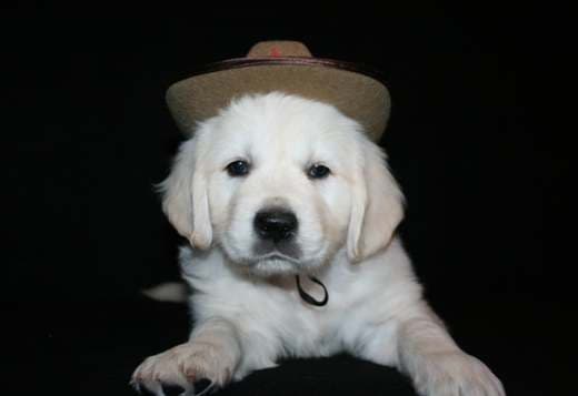 English Golden Retriever Puppies
