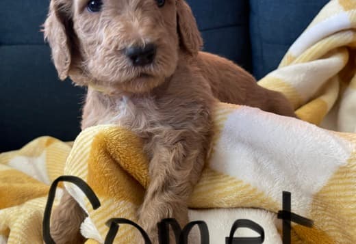 Golden Doodle Puppies