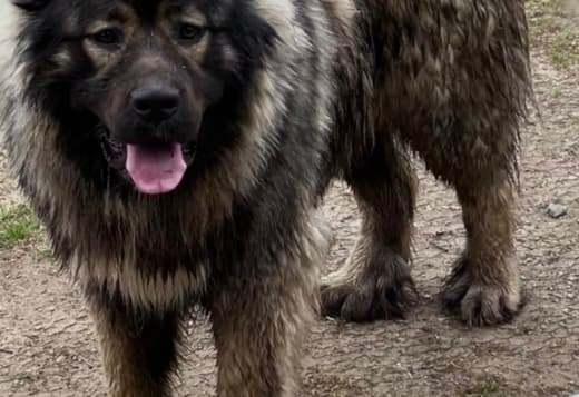 Caucasian Shepherd puppies