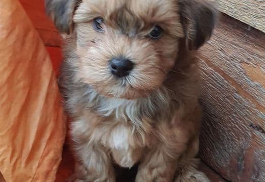 Cute Havanese Puppies