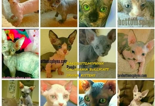 Sphynx Bullycats Elf's dwelfs and Limbo and Lykoi kitten's for sale