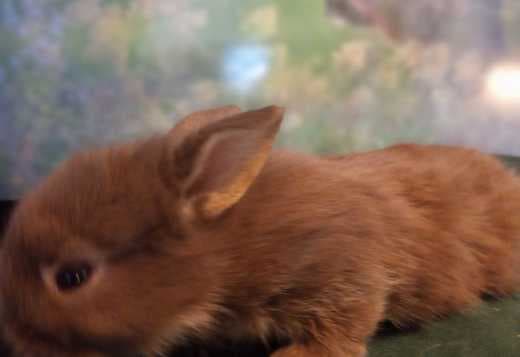 Holland Lop and Lionhead Bunnies for Sale