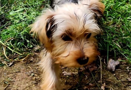 Yorkshire Terrier Puppies