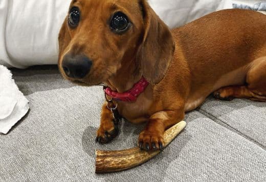 Super Affectionate Dachshund Puppy