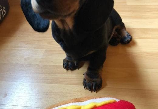 Playful Dachshund Puppy For Adoption