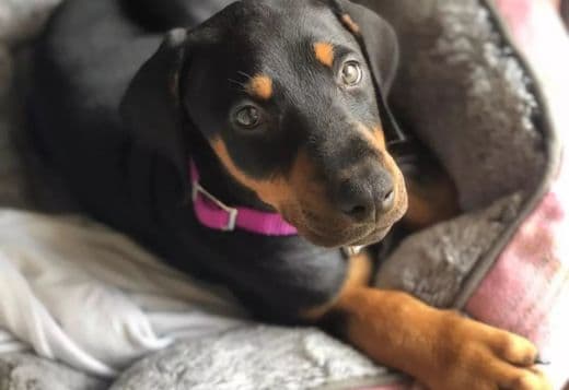 Dachshund Puppy For Adoption (TITO)