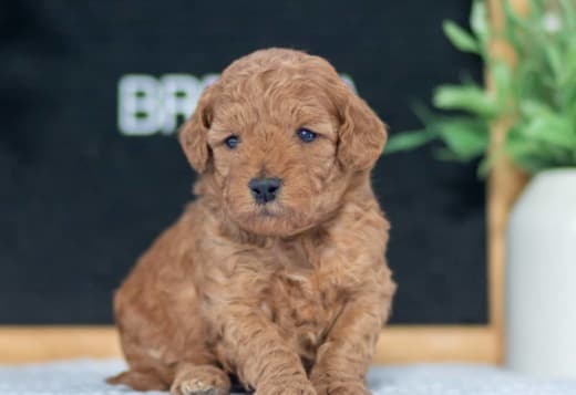 F1B Mini Goldendoodle Puppies