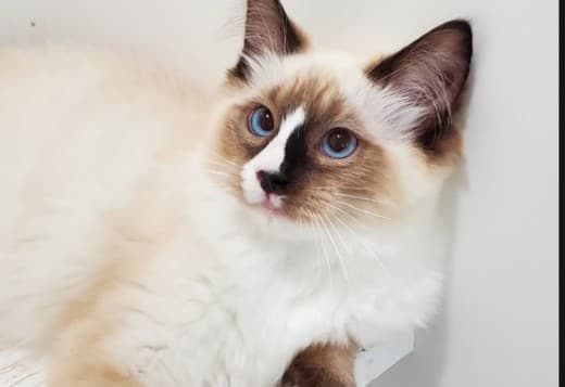 Ragdoll Kitten Male Seal w/Blaze