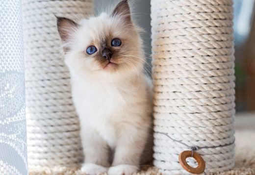 purebred Ragdoll kitten