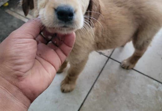 Golden retriever