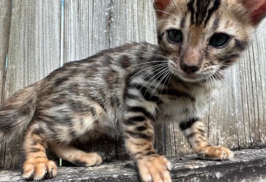 Brown black spotted bengal kitten
