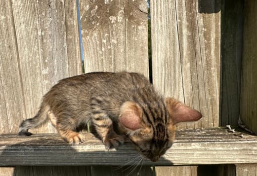 Brown black spotted bengal kitten