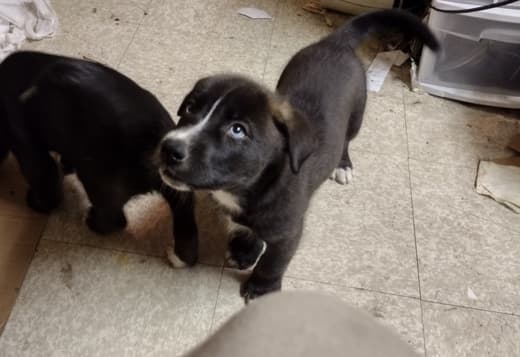 Siberian Husky-Chocolate Lab Pups