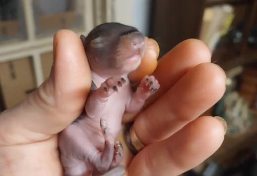 Baby Grey squirrels for sale