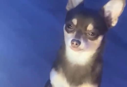 Small Puppy