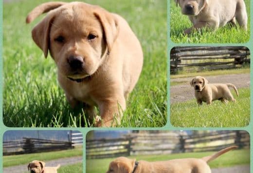 AKC Fox Red Puppies