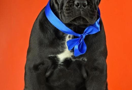 Cane Corso Puppies available For sale