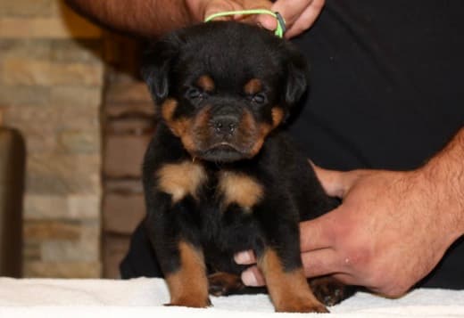 World Class AKC European Rottweiler Puppies