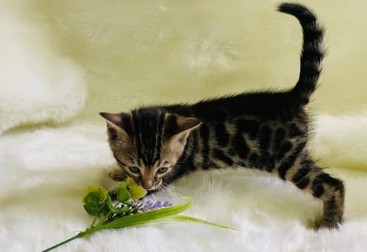 Lovely Bengal Kittens