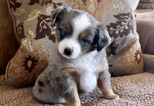 Rocky Top Kennels
