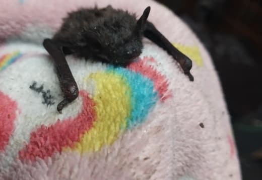 Baby Evening Bat for sale