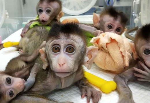 Capuchin Monkeys for Sale