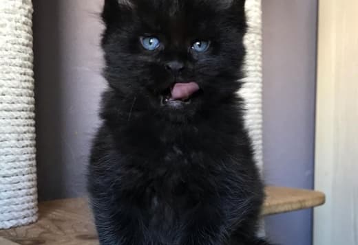 Adorable maine coon kittens