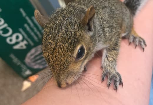 Beautiful pair of eastern gray squirrels available
