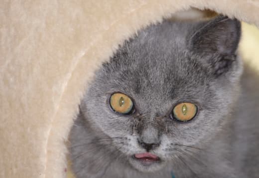 British Shorthair kitten