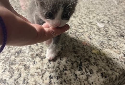 Grey Kitten