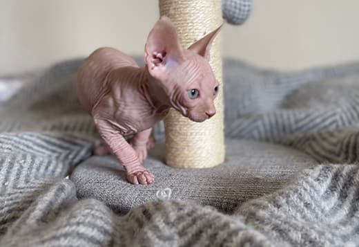 Adorable, Cream Male Sphynx Kitten - Ready to Leave!